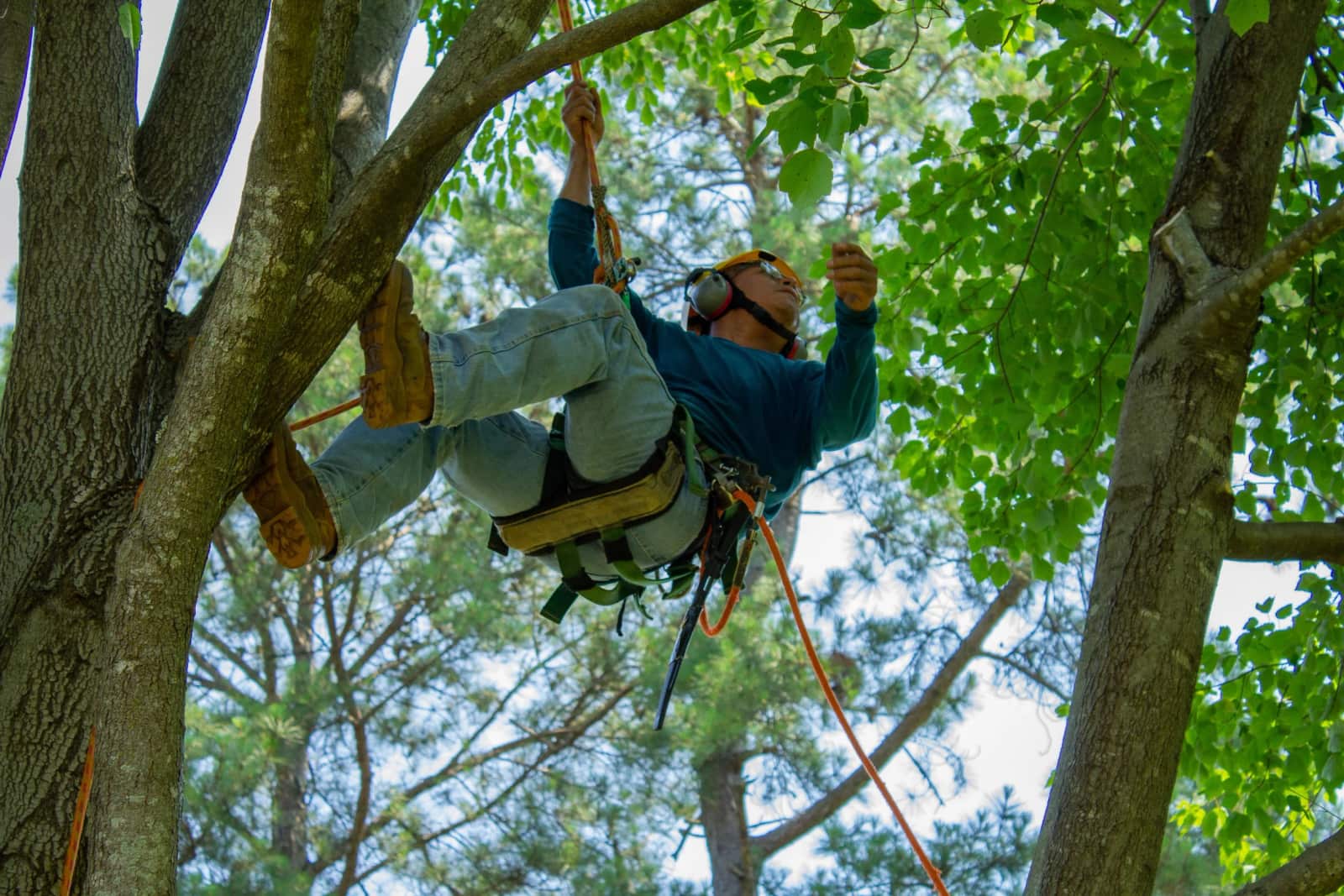 Completed tree work by Bruno Tree Service