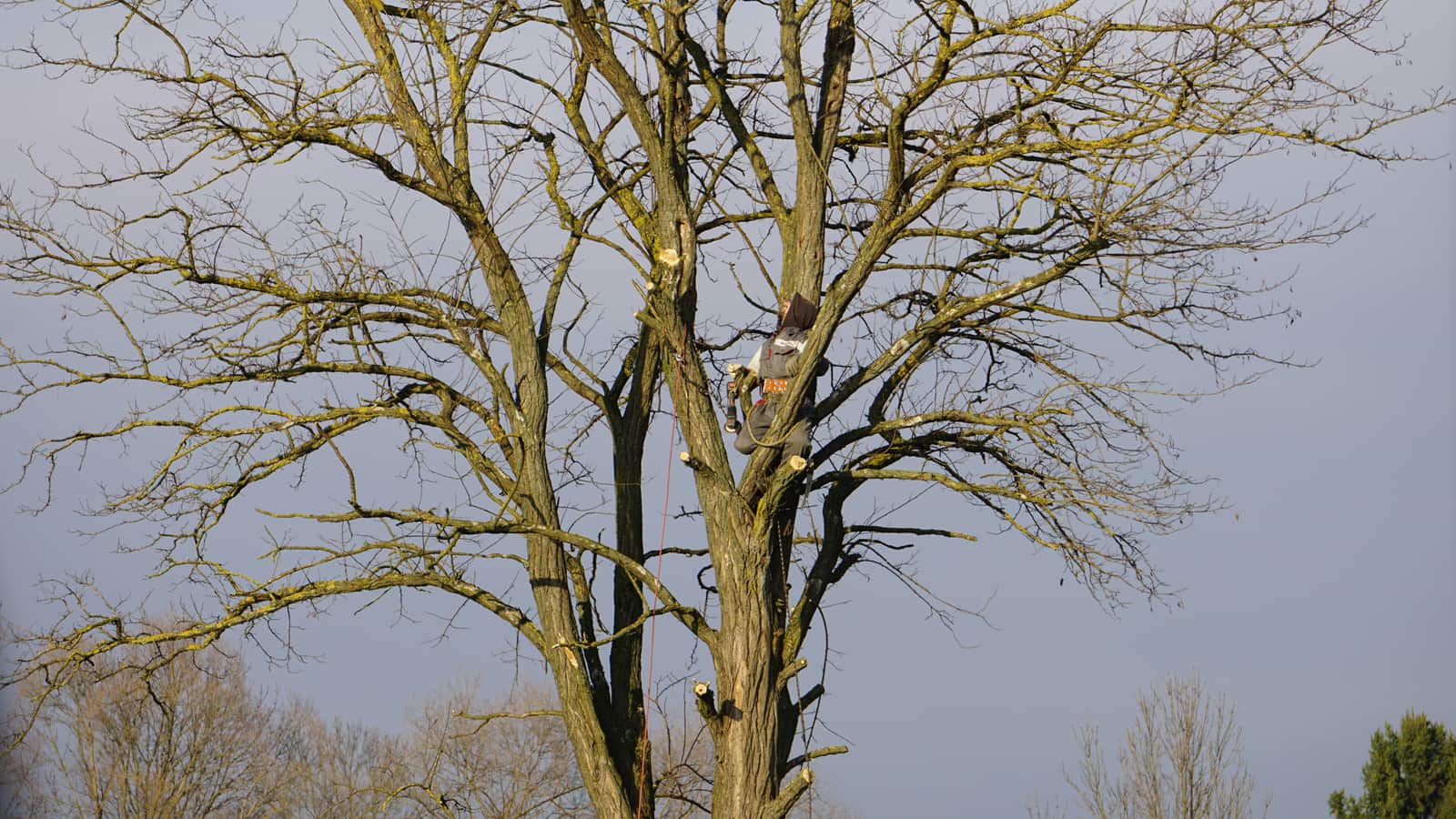 Tree removal completed project