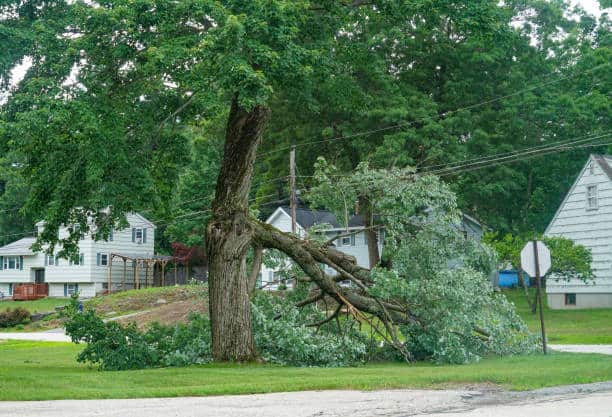 Emergency tree removal services