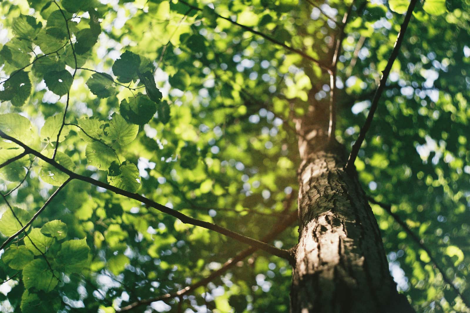 Tree health assessment Charlotte NC