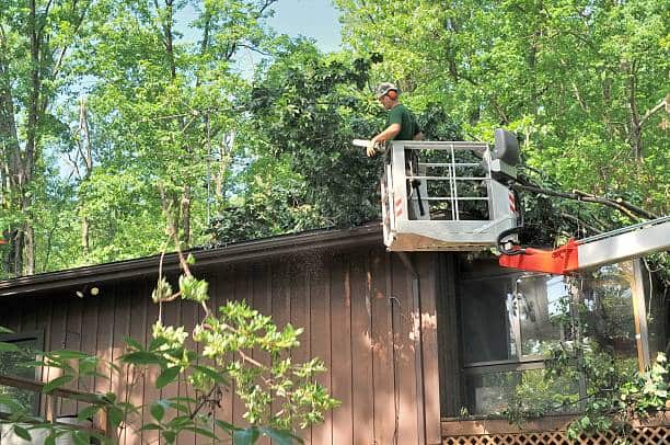 Tree removal by Bruno Tree Service