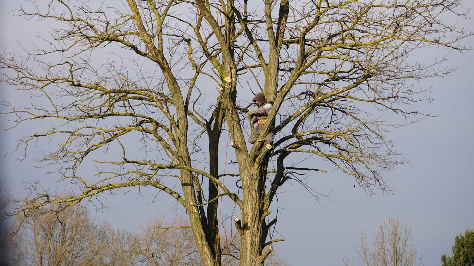 Tree service project Charlotte NC